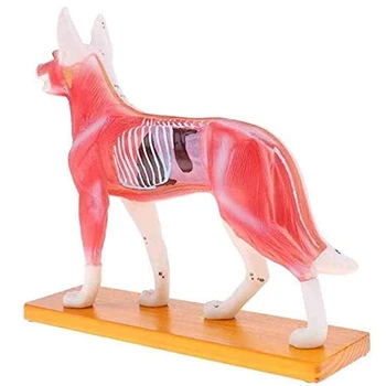 Анатомическая модель собаки Анатомическая модель акупунктуры Анатомическая модель акупунктурной точки тела собаки с 72 акупунктурными точками Модель исследования